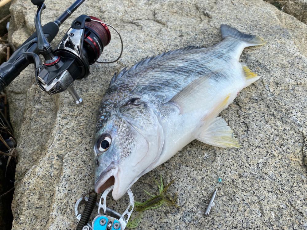 淀川ブリームゲーム 22年ファーストフィッシュ