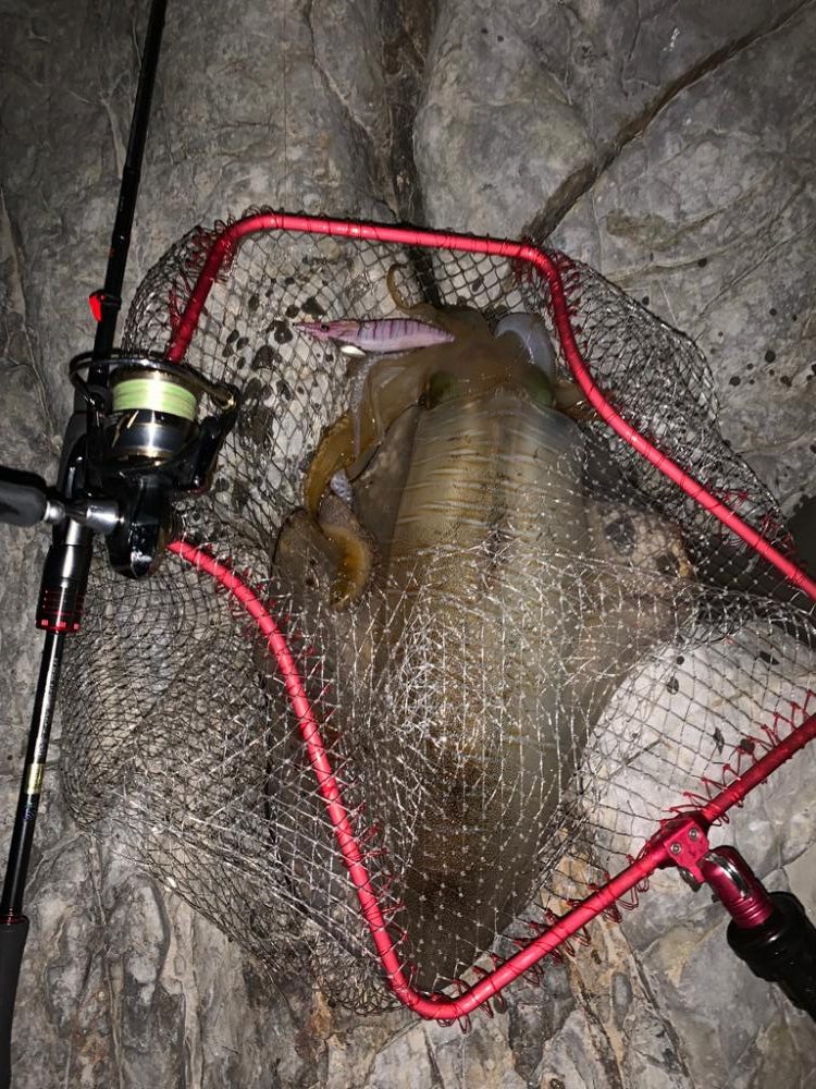 仕事終わりエギング2時間×2日