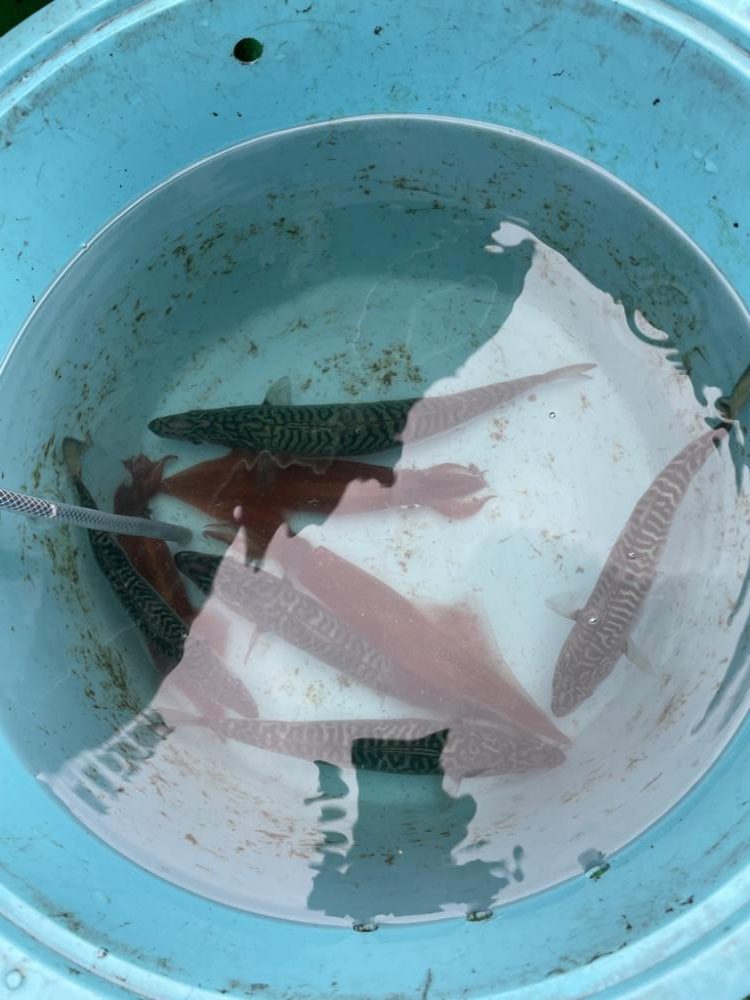 鹿島沖、ヤリイカ