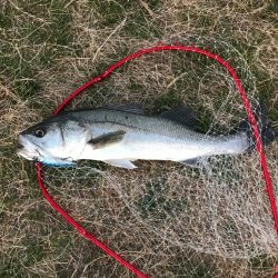 イナっこパターン❗️