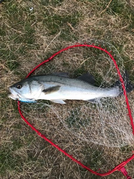 イナっこパターン❗️