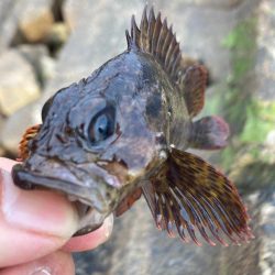 本年釣行14日目、穴釣り6回目