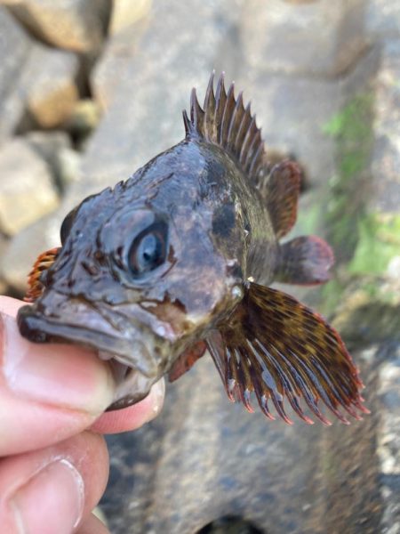 本年釣行14日目、穴釣り6回目