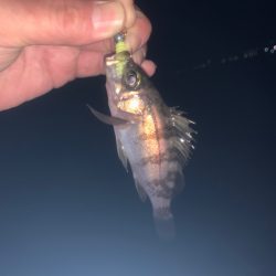 春告魚ですね〜