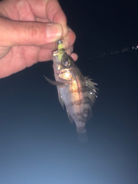 春告魚ですね〜