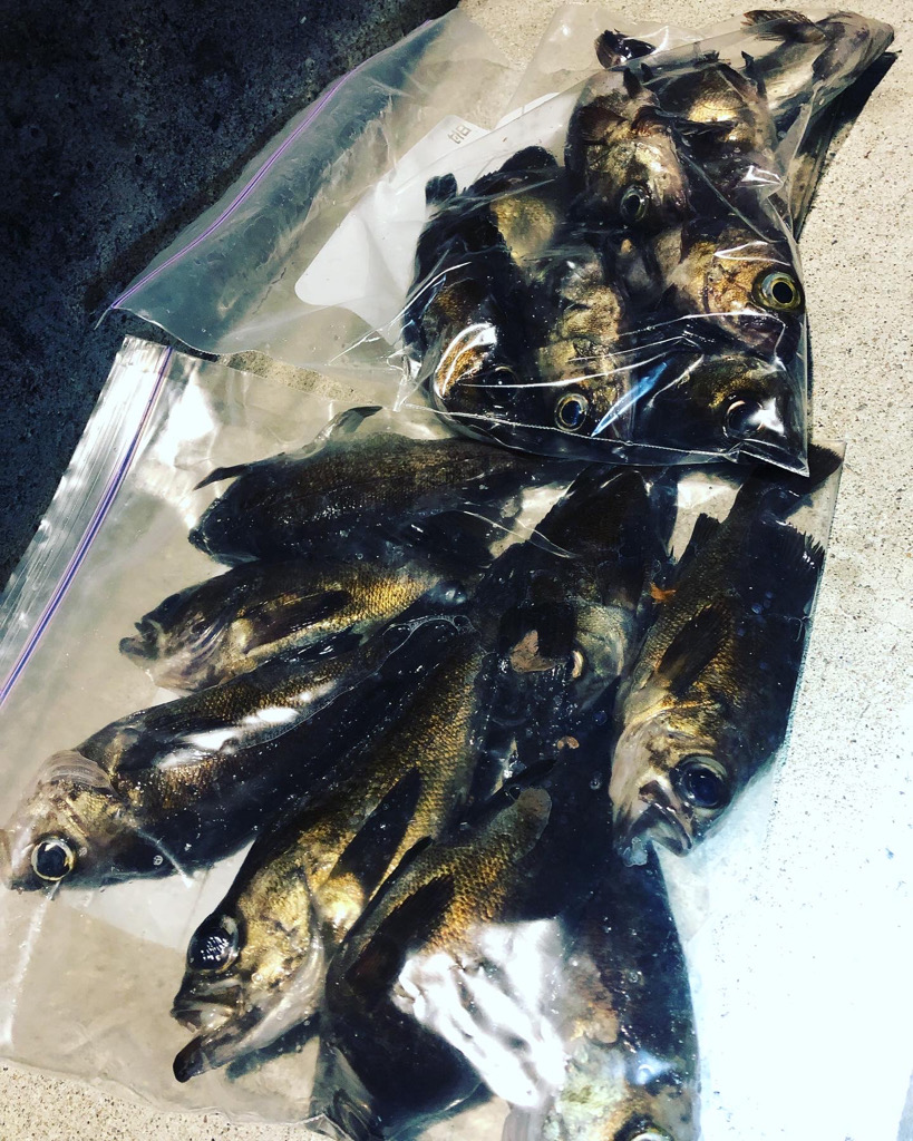 坊勢島の調査(  ‘-‘ )