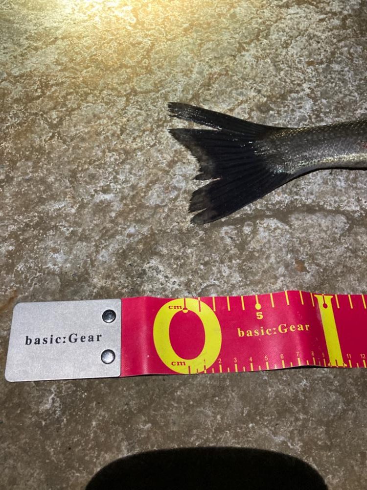 激しいエラ洗い