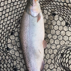 春のロックトラウト祭り！