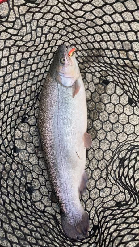 春のロックトラウト祭り！