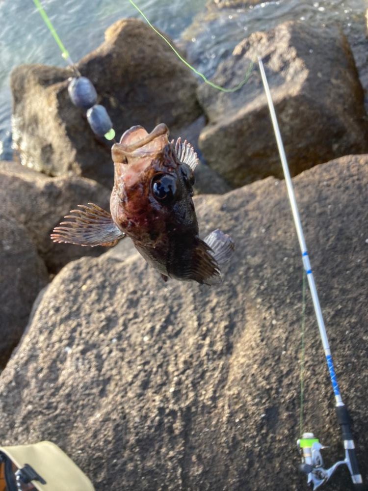穴釣り朝マズメ下げ潮
