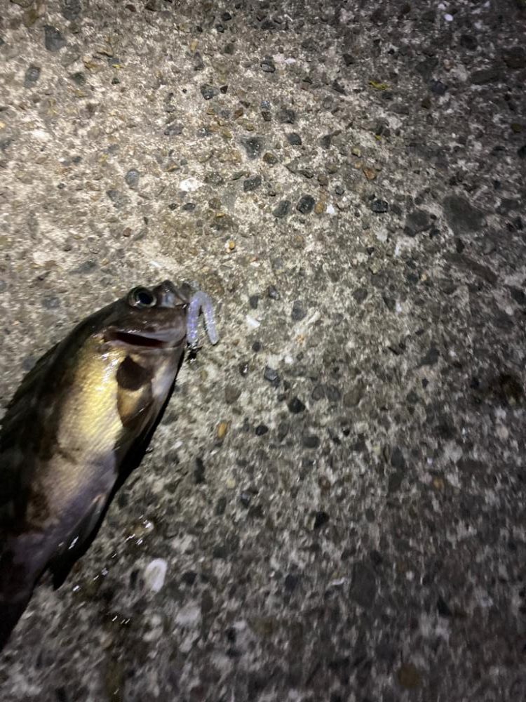 シャローフリーク