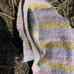 ホンモロコ釣り