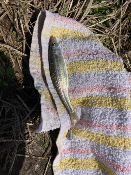 ホンモロコ釣り