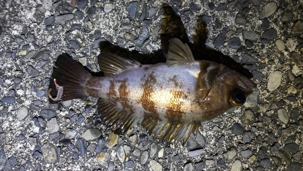 まさかの夜釣りでDAISOサビキセットで思わぬ釣果
