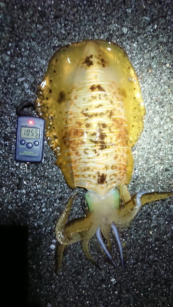 対馬エギング釣果……27