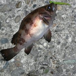 吐くハクぱたーん？