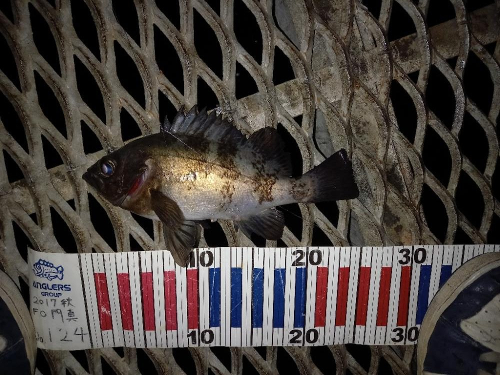 とっとパークでデカメバル