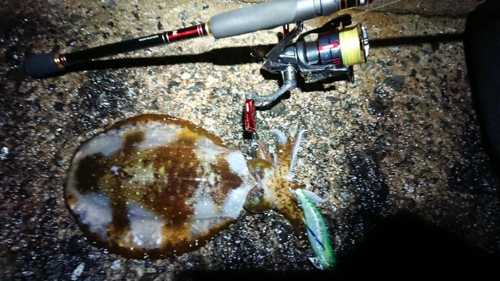 対馬エギング釣果……27