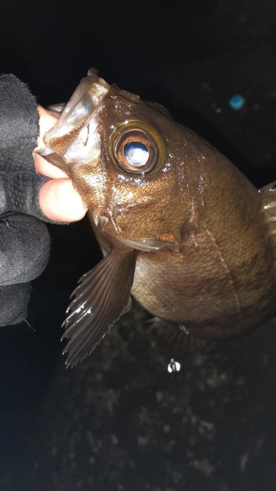 本日もメバリング～