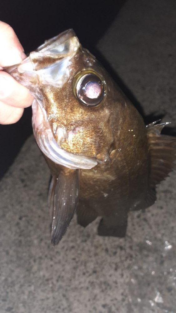 キャンプ帰りにメバリング