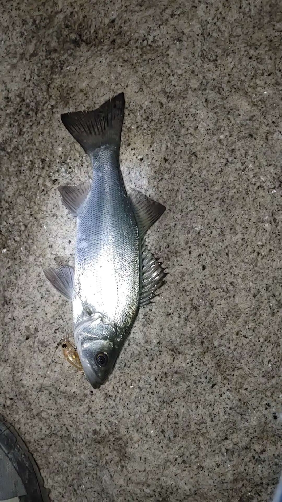 メバル、セイゴ