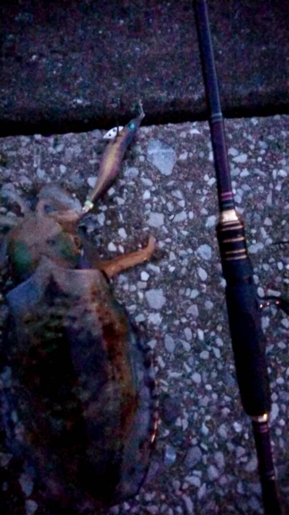 対馬エギング釣果……23