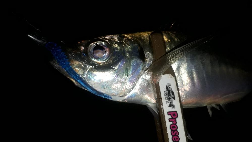 やっとアジが来たぁー