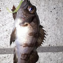 野暮用にて淡路島IN