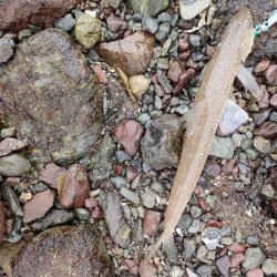 ショアジギング