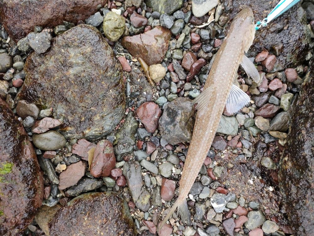 ショアジギング