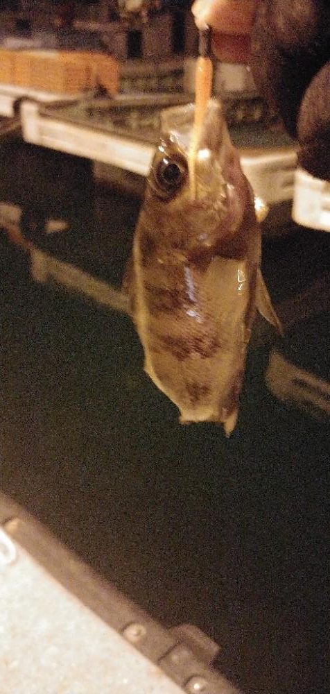 メバリング新規ポイント開拓