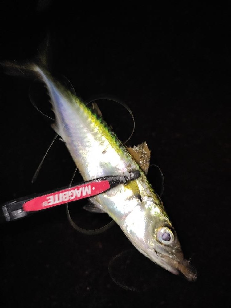 アジ探しきれず。