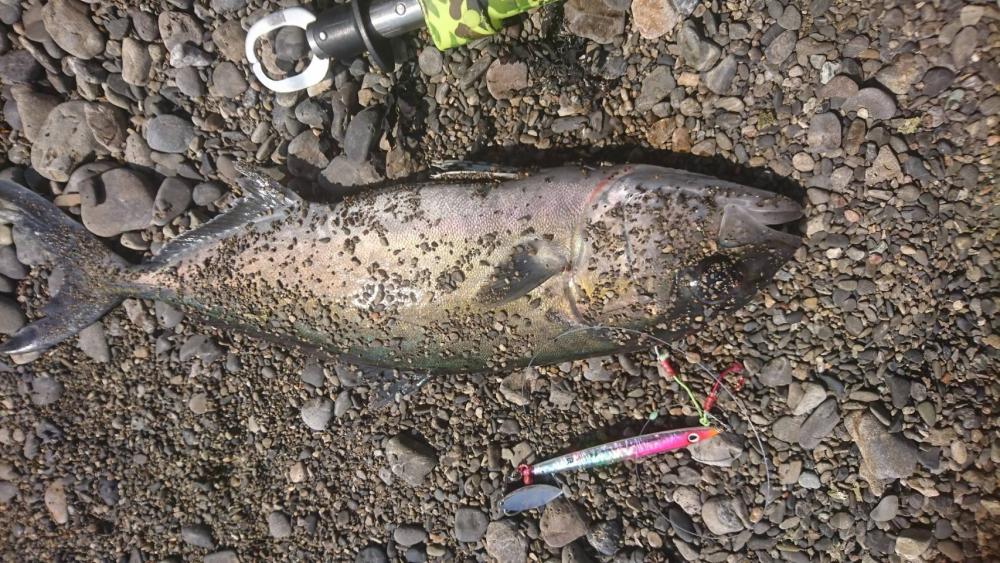 釣り再開後、やっとこましな獲物!