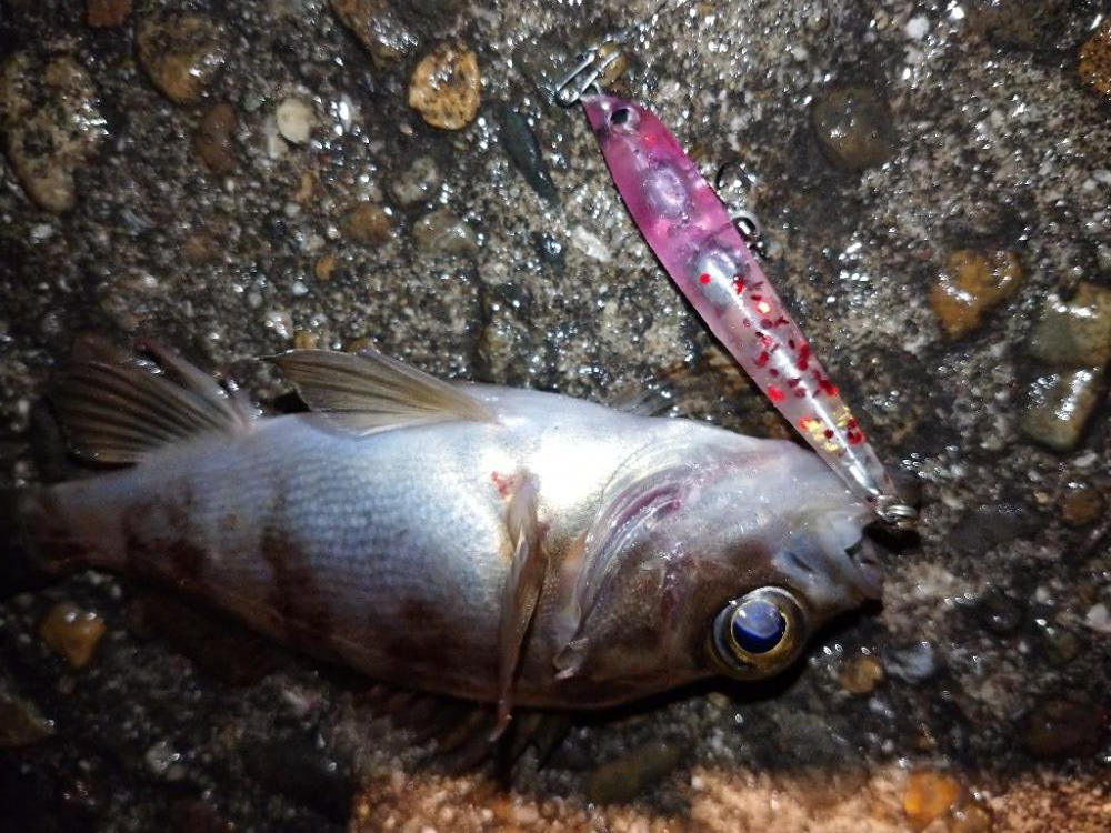 雨上がりメバリング