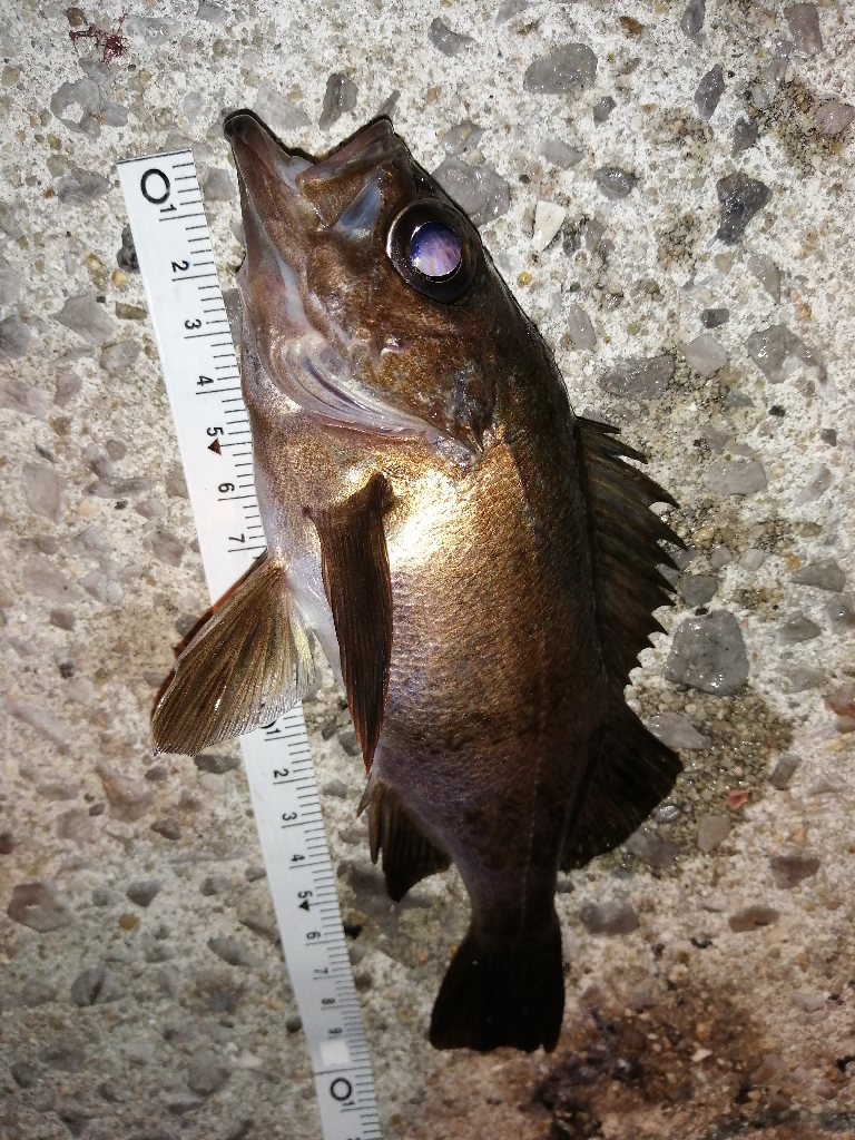 アジのちメバル