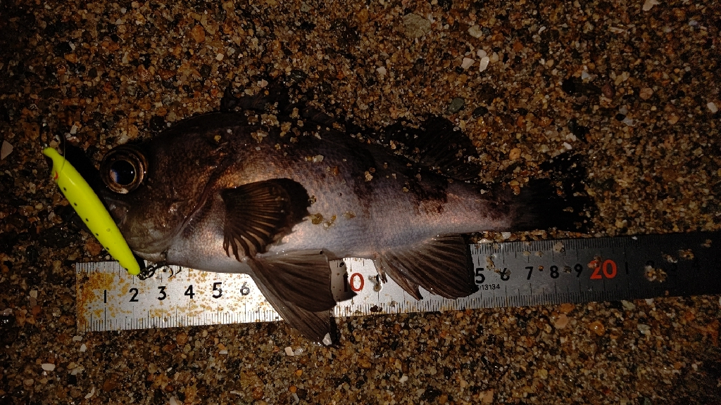 サーフメバリング