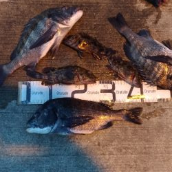 3/20釣果 チヌ5枚