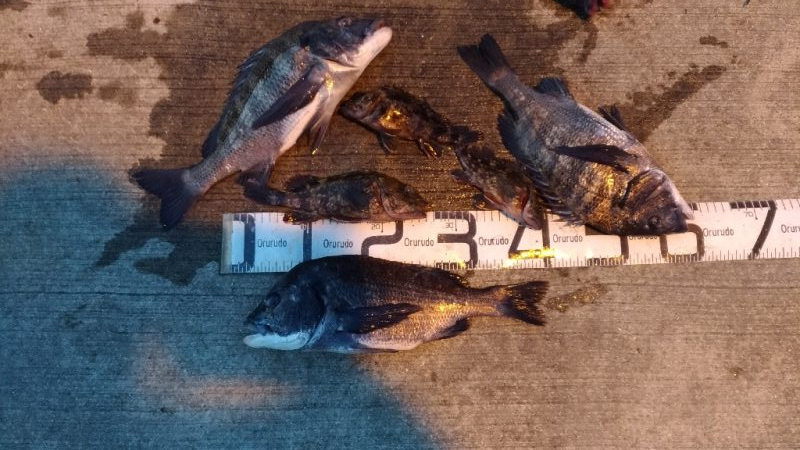 3/20釣果　チヌ5枚