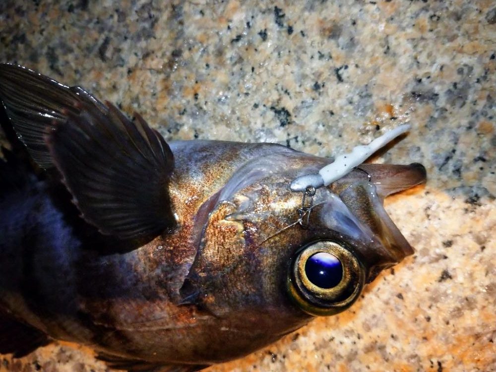 少しだけメバル