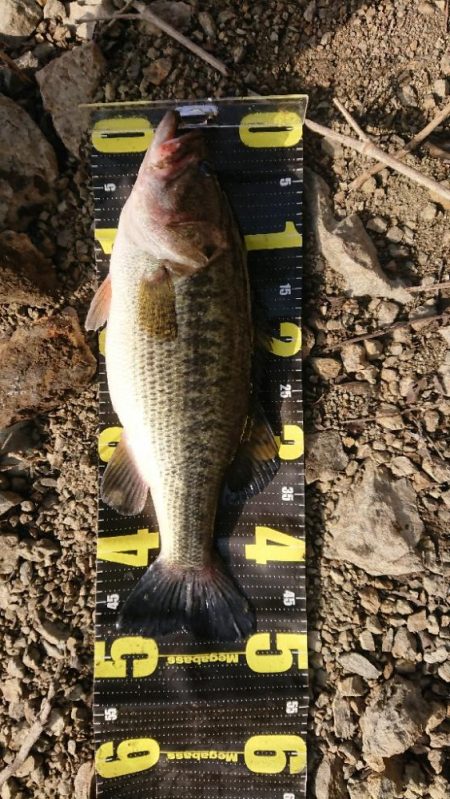 ようやく初バス