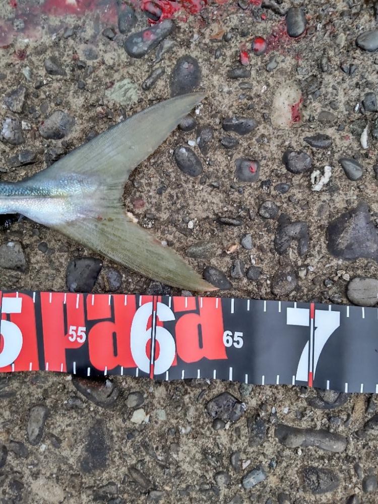 ショアプラッキング