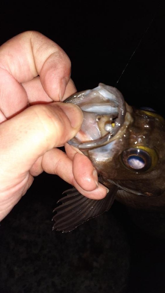 久々メバル調査へ行ってきた