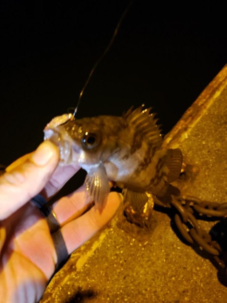 うさぎ島釣りキャンプ⛺