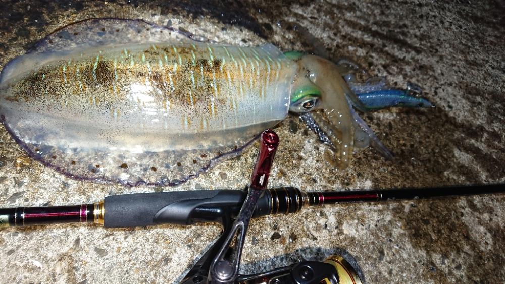 対馬エギング釣果……24