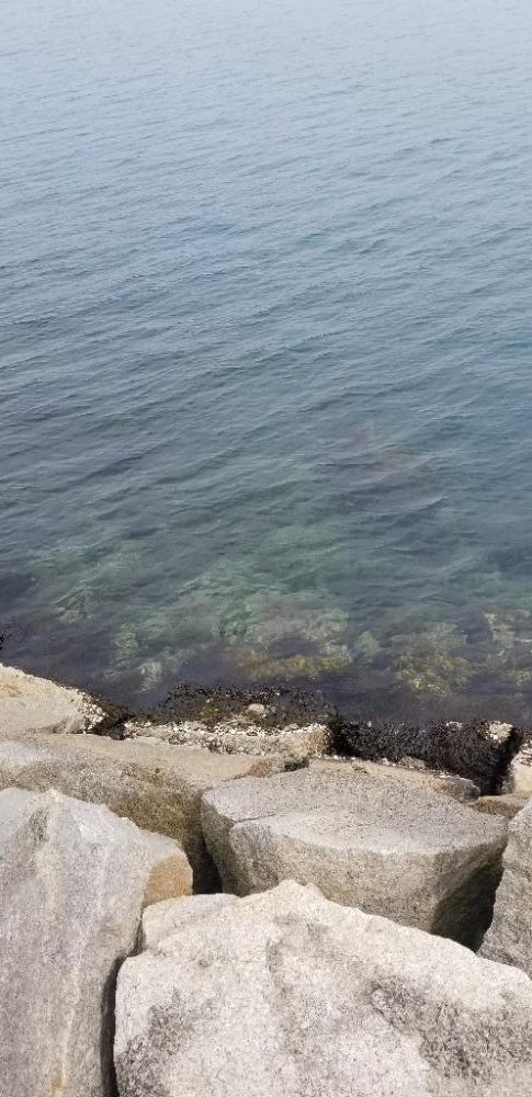 初場所で釣れた