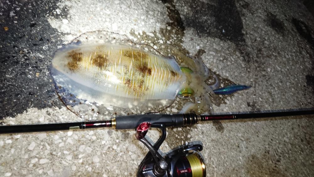 対馬エギング釣果……25