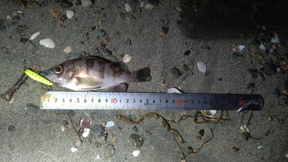 今日もプラッキング