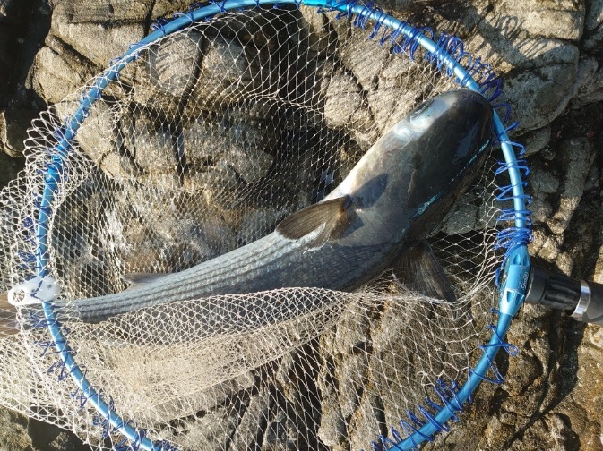太地でグレ釣り