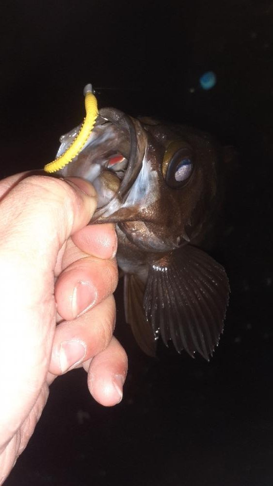 メバリングめちゃ渋いです!