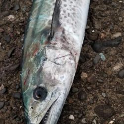 メーター届かず